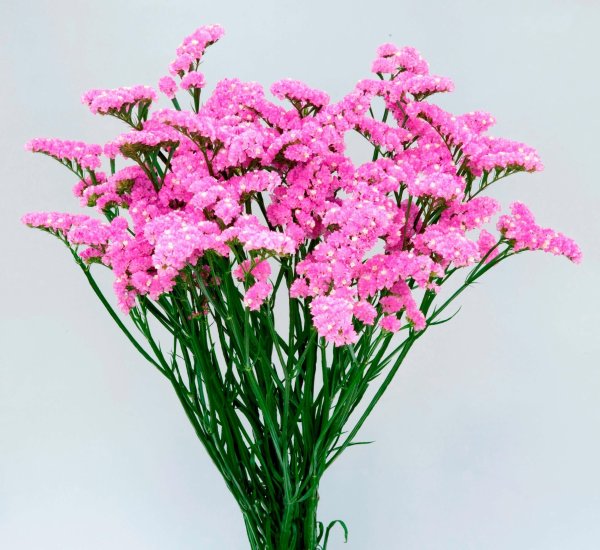 Сухоцветы кермек лимониум