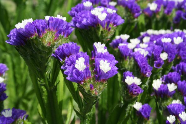 Цветы статице кермек