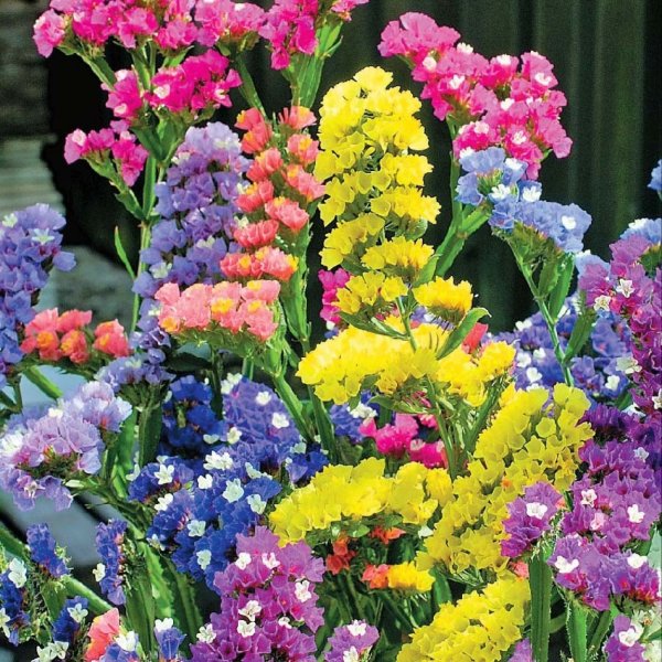 Кермек статица цветы