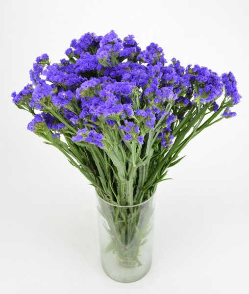 Статица суприма голубая