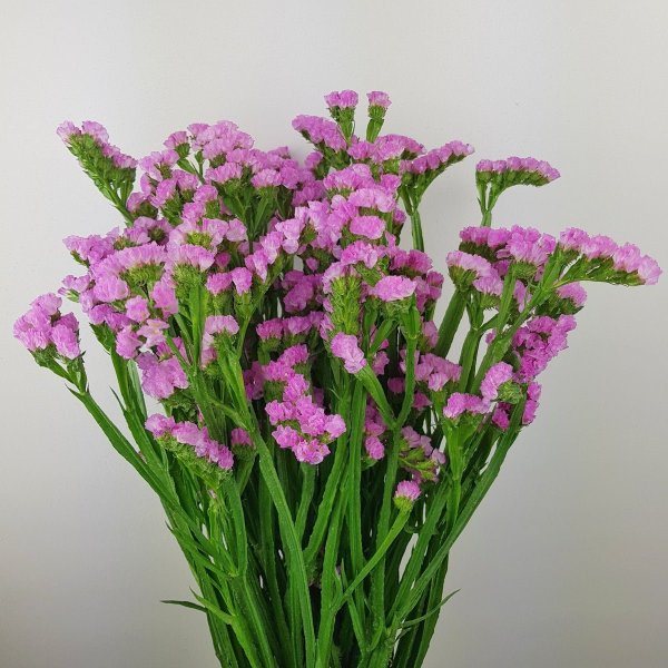 Растение статица