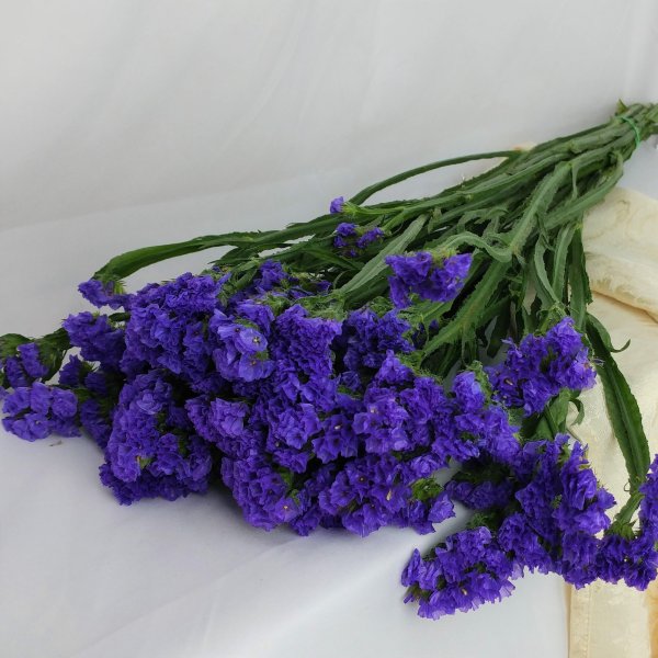 Статица Суприм голубая