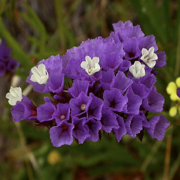 Цветы статице кермек