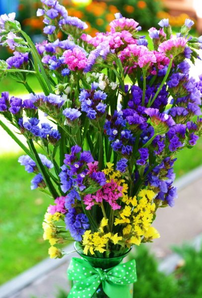 Статица Пурпл