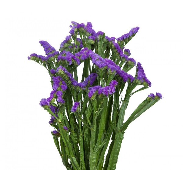 Статица Пурпл