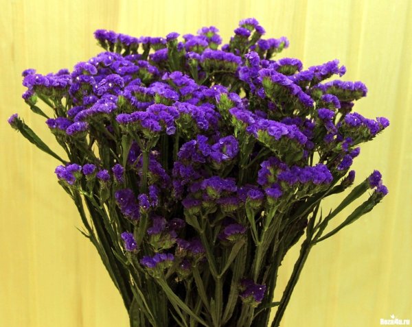 Сухоцветы кермек лимониум