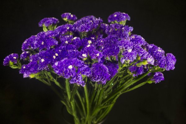 Статице (кермек)