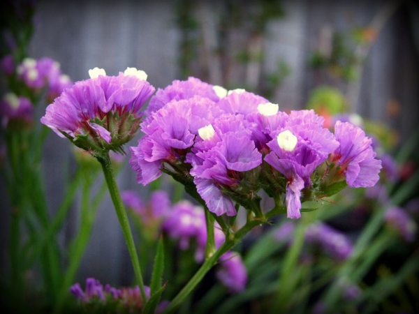 Статица Суприм желтая