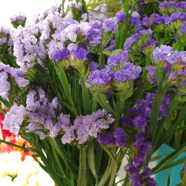 Статица кермек сухоцвет