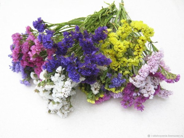 Статица Пурпл