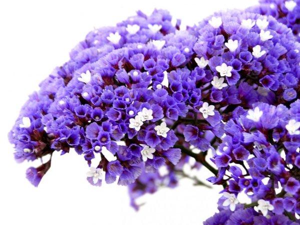 Статица Крымская cмесь