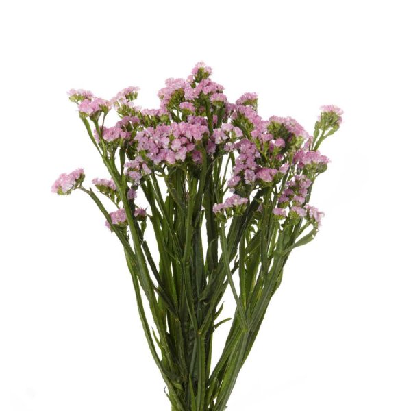 Статице сухоцвет