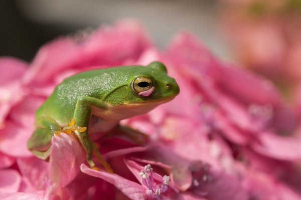 Лягушка на розовом цветке