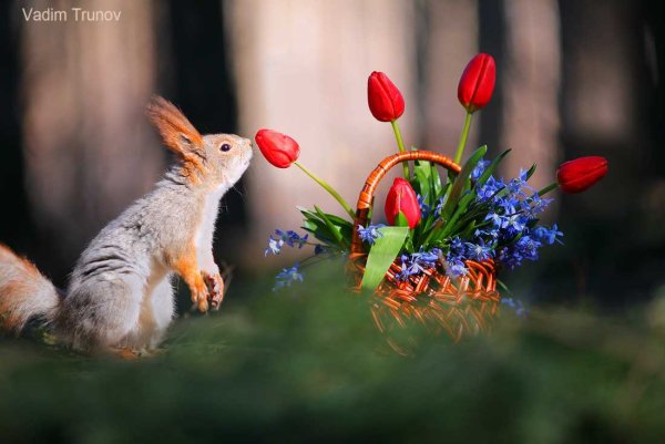 Белка с цветочком