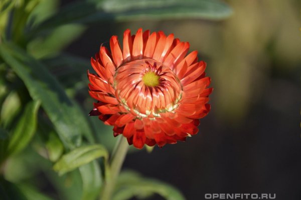 Гелихризум прицветниковый, бессмертник