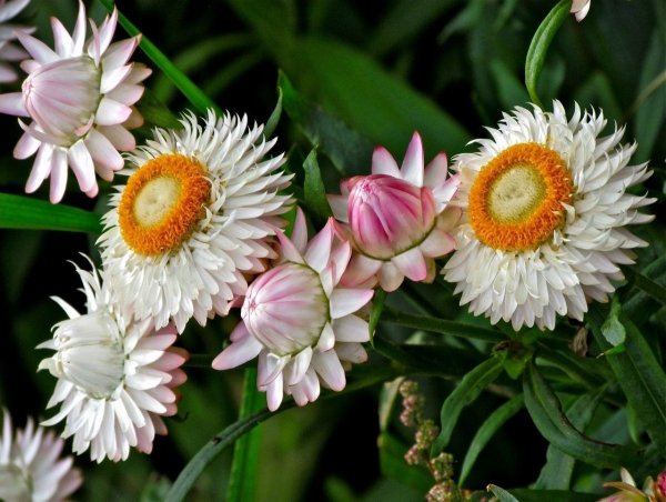 Бессмертник цветок белый