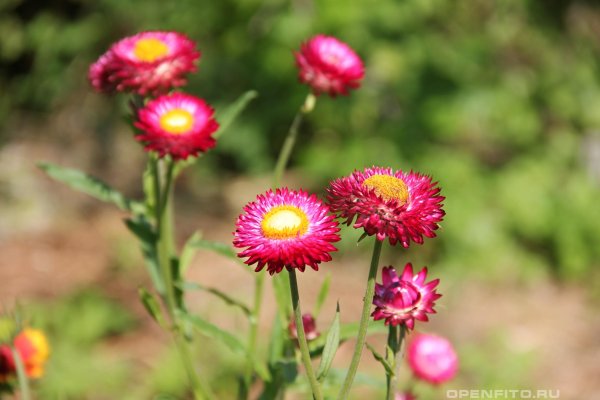 Гелихризум прицветниковый