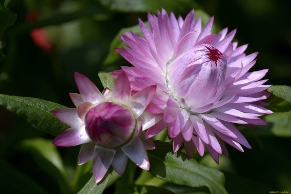 Бессмертник цветок садовый