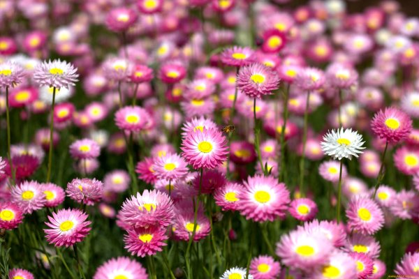 Бессмертник цветок