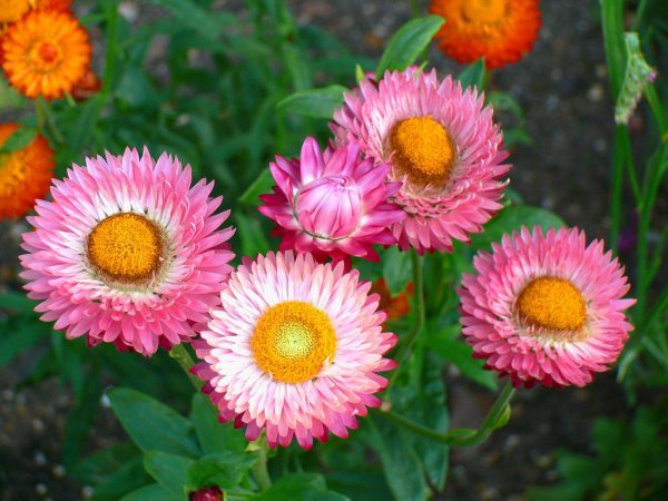 Гелихризум – бессмертник (Helichrysum)