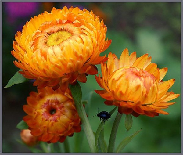 Гелихризум – бессмертник (Helichrysum)