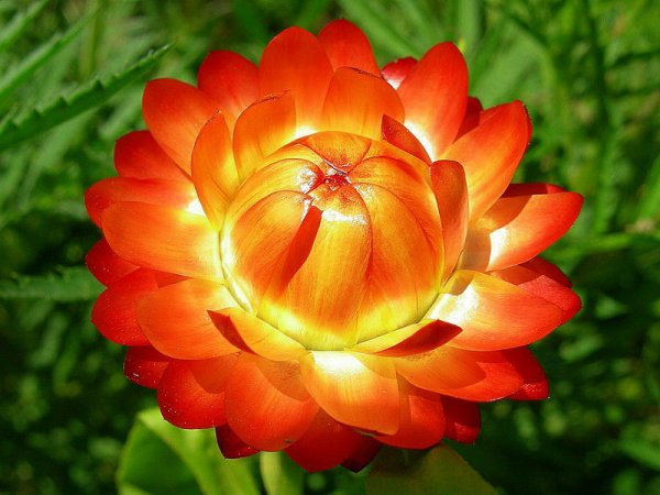 Бессмертник (гелихризум, Брактеанта)