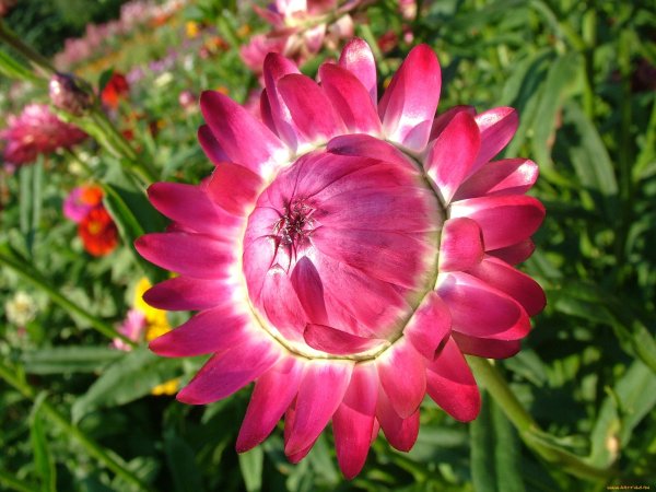 Бессмертник цветок садовый однолетник