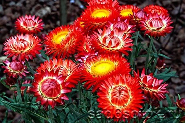 Гелихризум, бессмертник, цмин