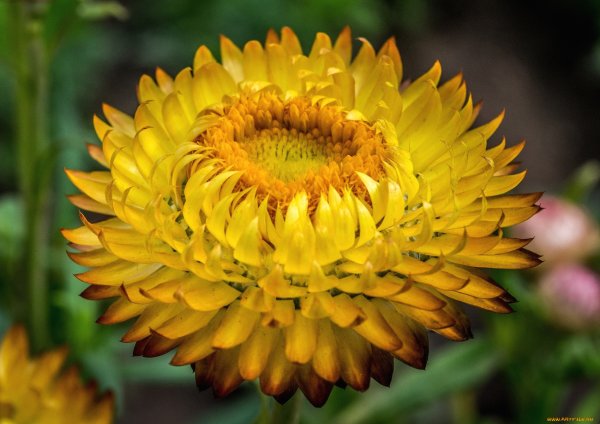 Гелихризум, бессмертник, цмин