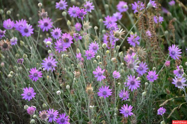 Бессмертник цветок полевой