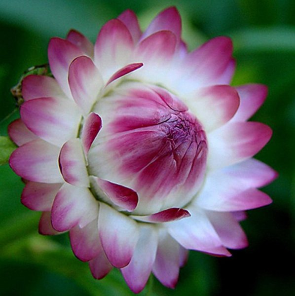 Гелихризум бессмертник