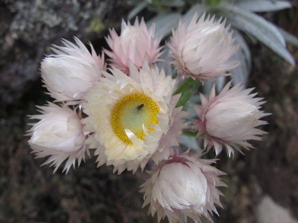 Гелихризум бессмертник белый