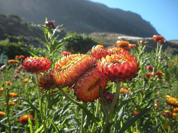 Цмин бессмертник