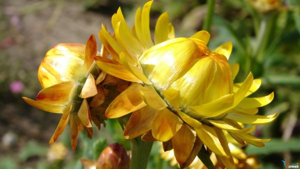 Бессмертник цветок многолетний