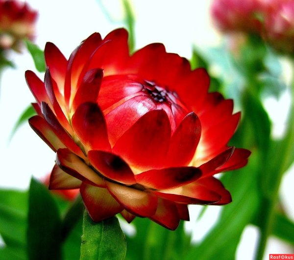 Бессмертник красный