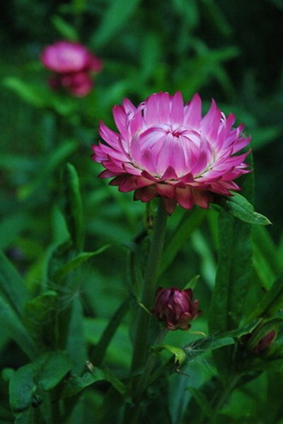 Гелихризум прицветниковый