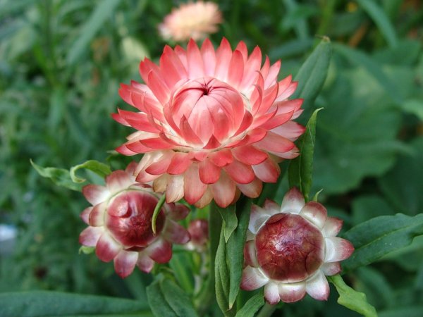 Гелихризум, бессмертник, цмин