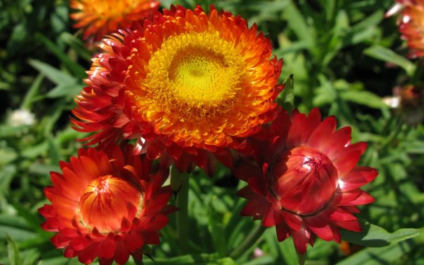 Гелихризум прицветниковый