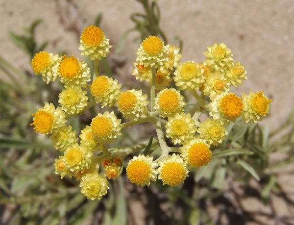 Бессмертник песчаный (цмин).