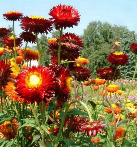 Гелихризум прицветниковый