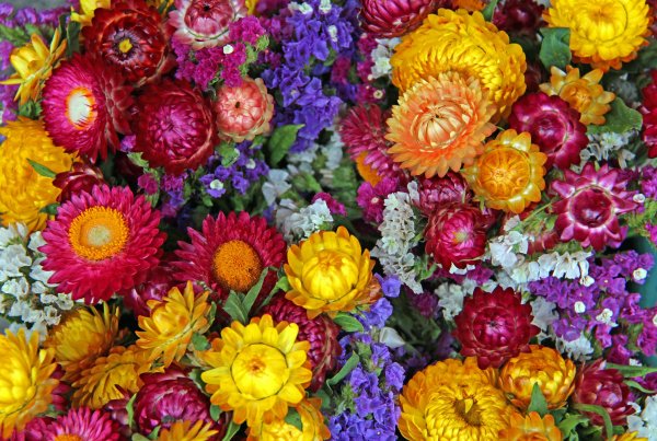 Гелихризум махровый