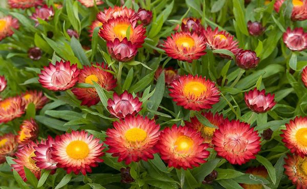 Гелихризум прицветниковый