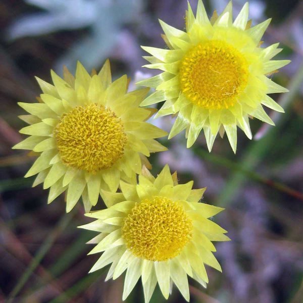 Бессмертник Иммортель цветок