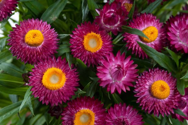 Гелихризум, бессмертник, цмин