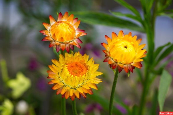 Гелихризум прицветниковый, бессмертник