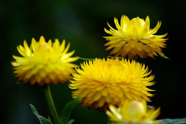 Бессмертник Луговой, сем. Астровые,