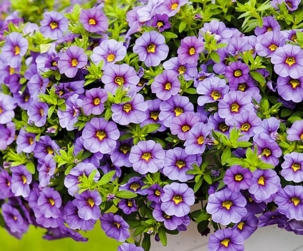 Калибрахоа Каблум