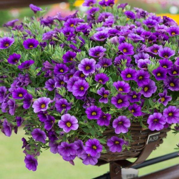 Петуния калибрахоа