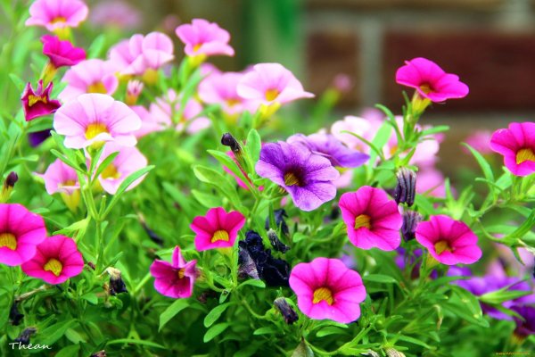 Калибрахоа розовая