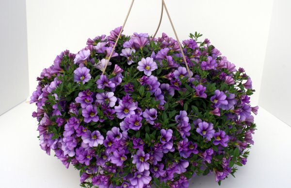 Петуния Колибри Хао